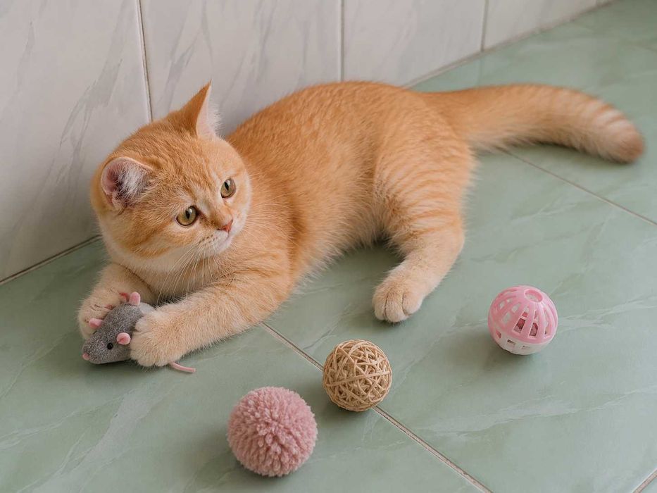 Британский котёнок золотые шиншилы