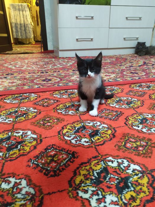 Прадаёться котята Мраморний табби