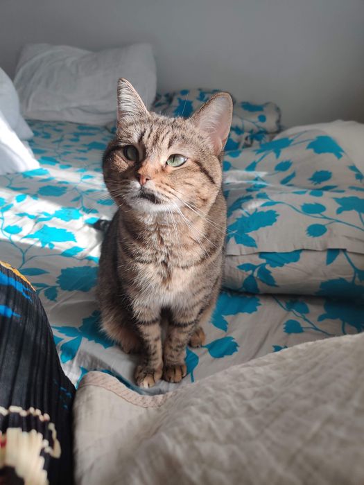 Ищем новую семью для кошки.