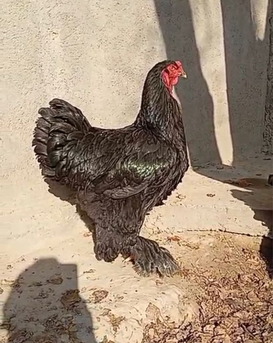 Осындай қораз аламын