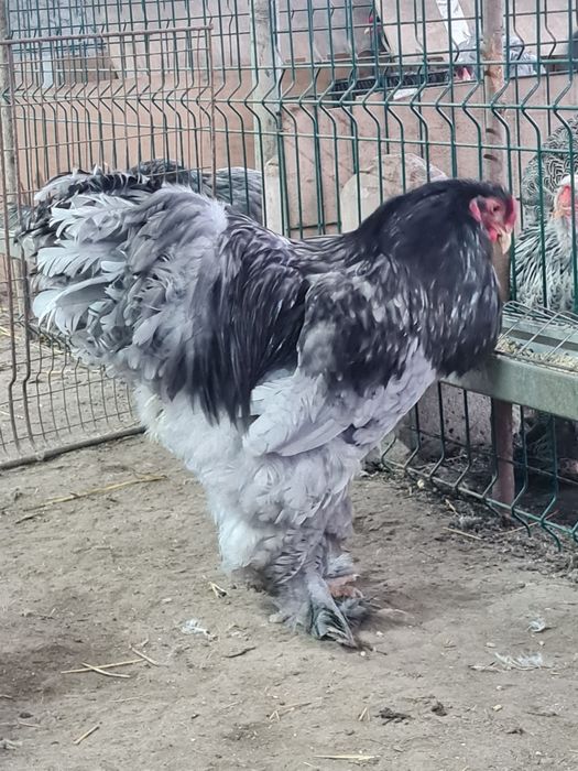 Vand familie brahma albastru