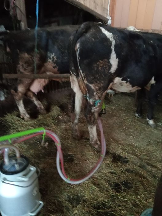 Vînd junică la prima fătare cu 16 litri de lapte la zi
