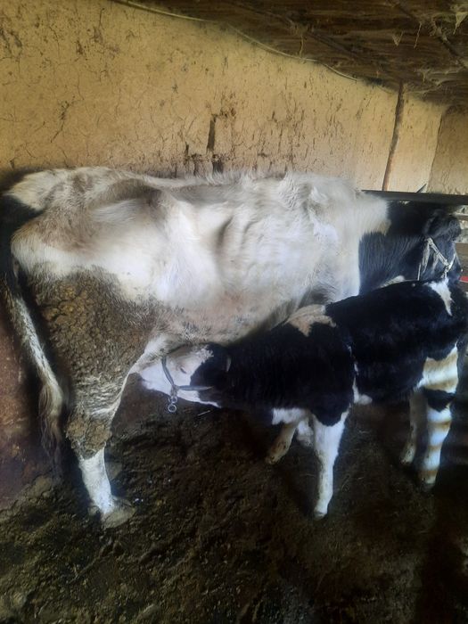 Осы сиыр сатылады