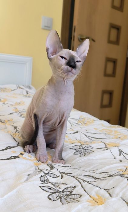 Донски Сфинкс със сине очи с родословие