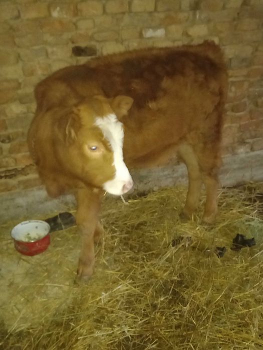 Dau la schimb pe o vaca  10 capre  si o vitea de 5 luni