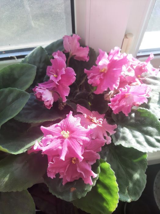 Продам фиалки сортовые