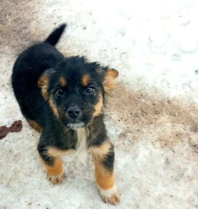 Щенок бесплатно 3 месяца