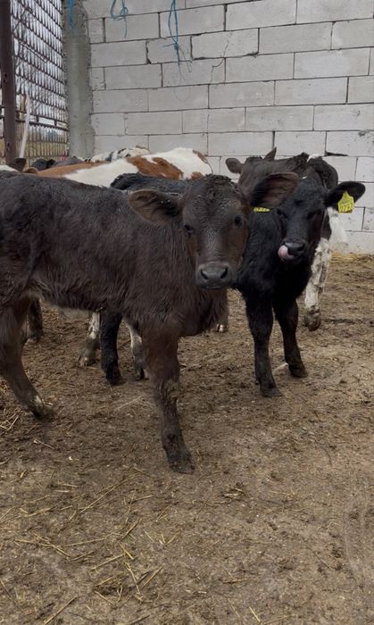 Aduc vitei pe comanda in toata roamnia