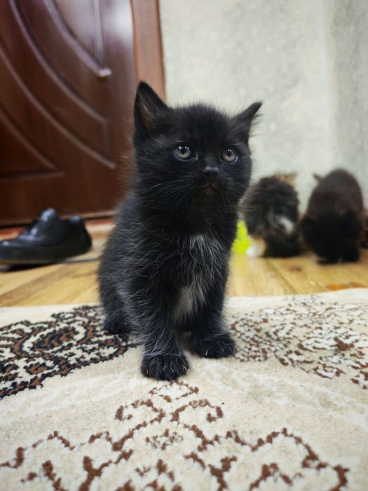 Mushuk tekinga bervoraman