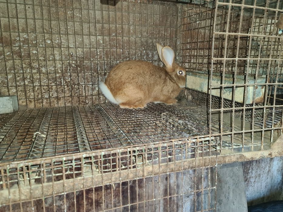 Продам кроликов бургунские