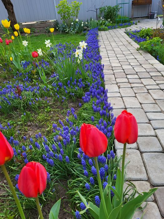 Мускари луковицы