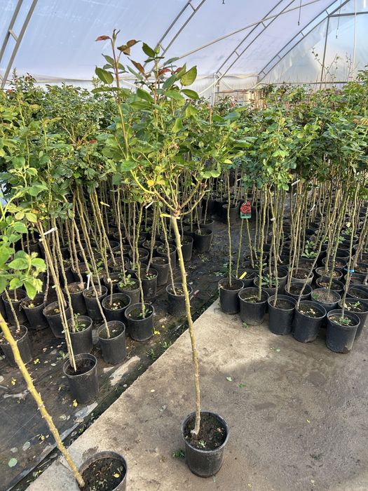 Trandafir copac la ghiveci