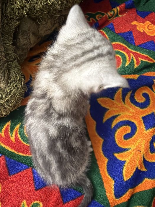 шотладский котенок