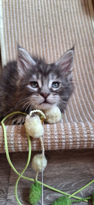 Мальчик  мейн-кун