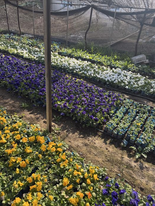 Kapalak gullar viola