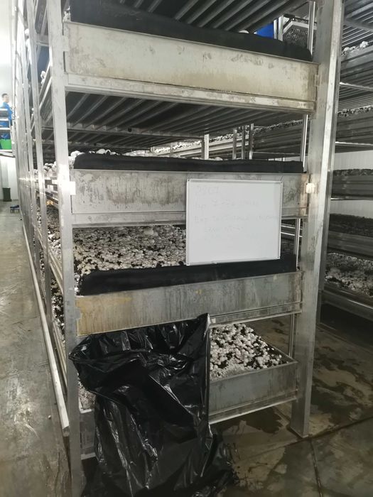 Выращивание шампиньонов