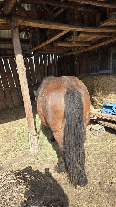 Iapă gestantă in 10 luni