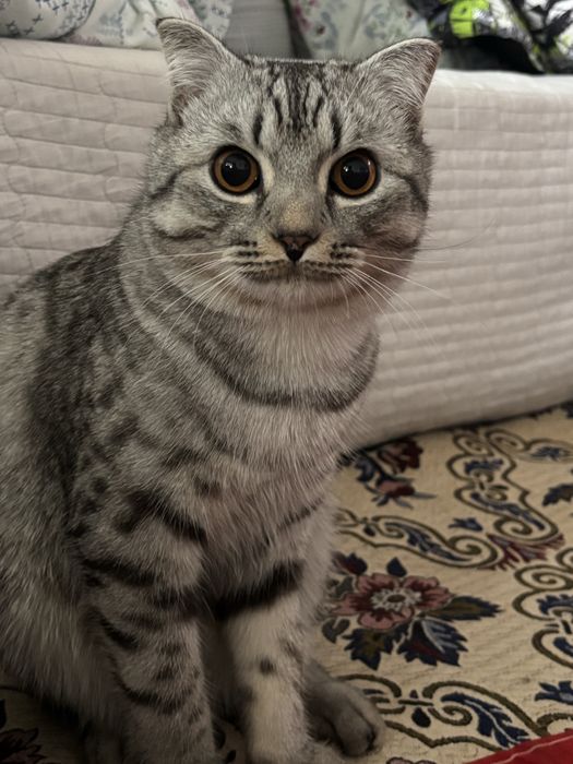 Вязка Шотландский Прямоухий