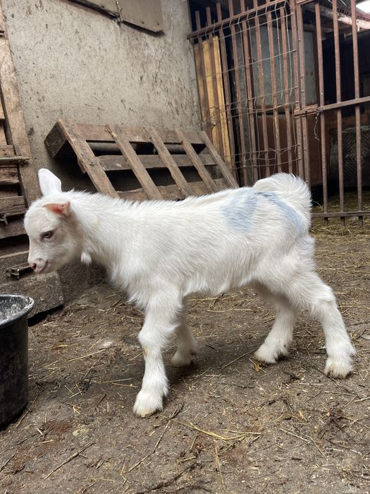 Super oferta de vanzare iezi sannen