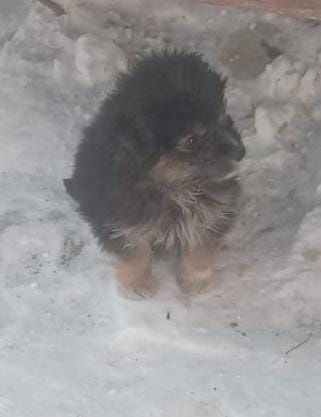 Щенки , бесплатно