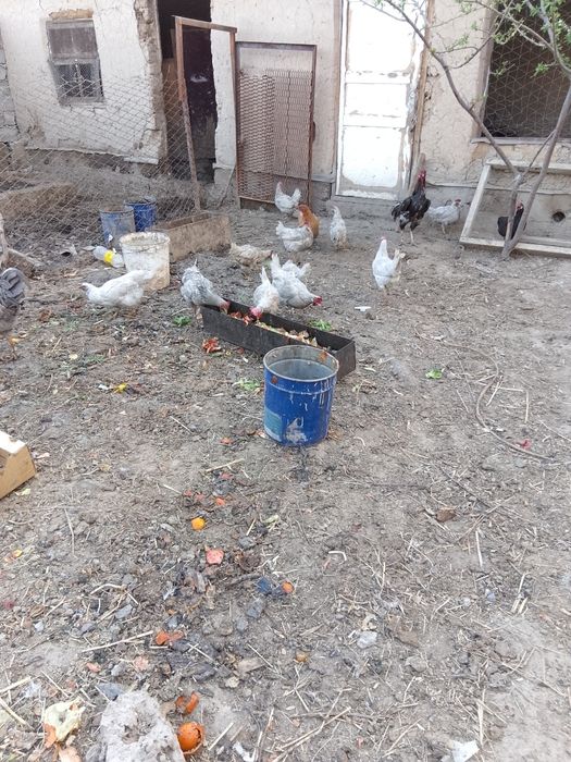 Құрыққа арналған жумырткалар