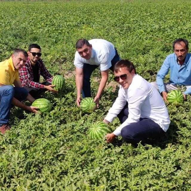 Продаю семена овощей и газона ЕВРОПА