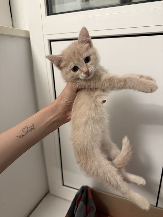 Маленькие котята ищут дом