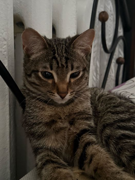 Кошка, 5 месяцев