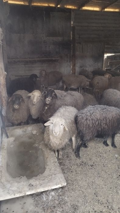 Қой, тоқты сатамын