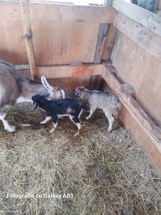 Capre tuggenburg și turingian