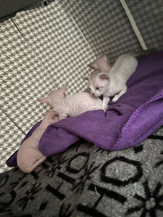 Готовятся к продаже котята сфинска