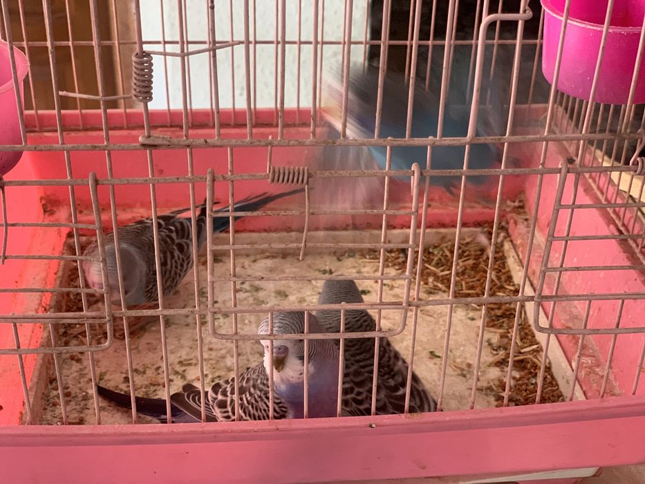 harhil rangdagi valnis totilar