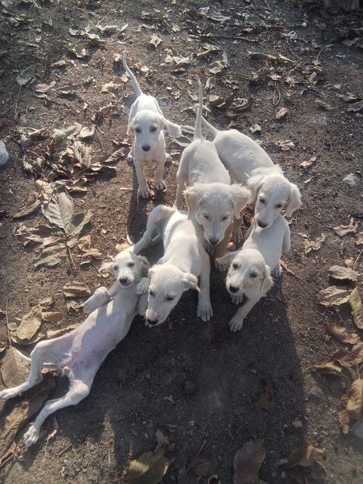 Продам щенков Тазы