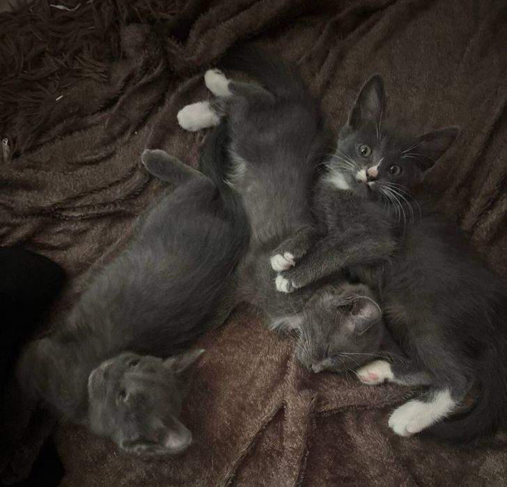 Отдам котят бесплатно