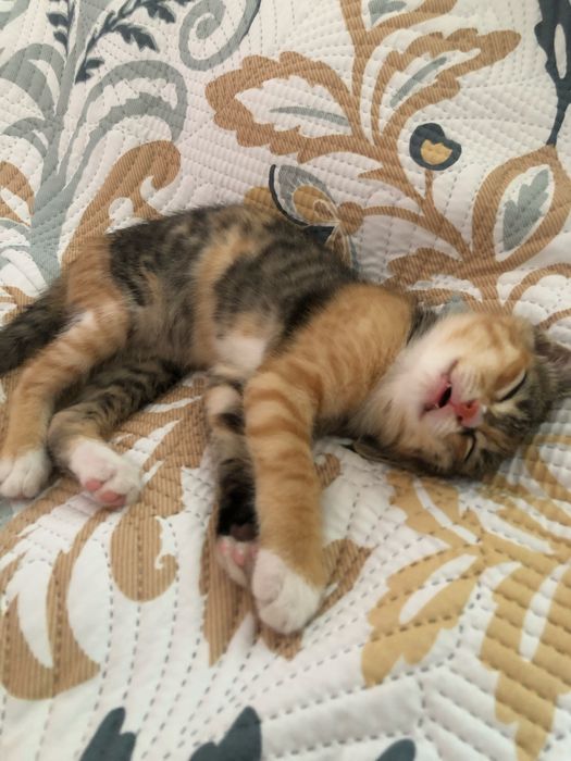 Кошка в добрые руки бесплатно