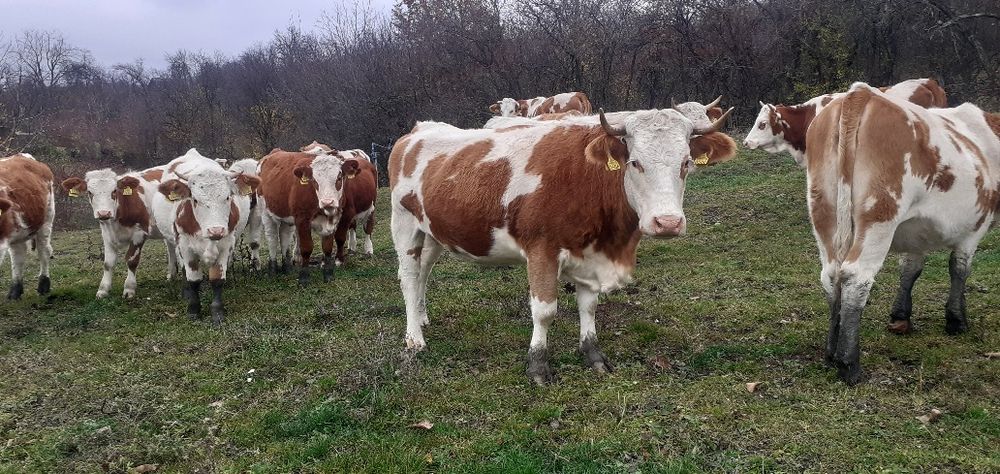 Tăurași 5 x 6200 bucată x 3 juninci