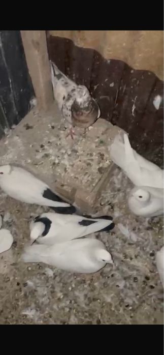 Продам Голуби, Чорнахвостыи чубатыи шеики