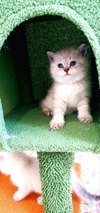 Британский котёнок color point | Мальчик | Отец WCF BRI ns 12 33