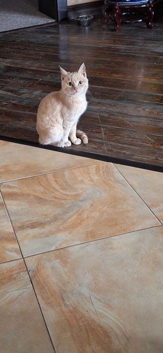 Рыжик 8 мес ждёт маму