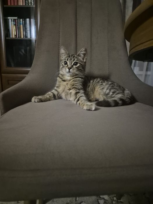 Отдам котёнка, 3 месяца