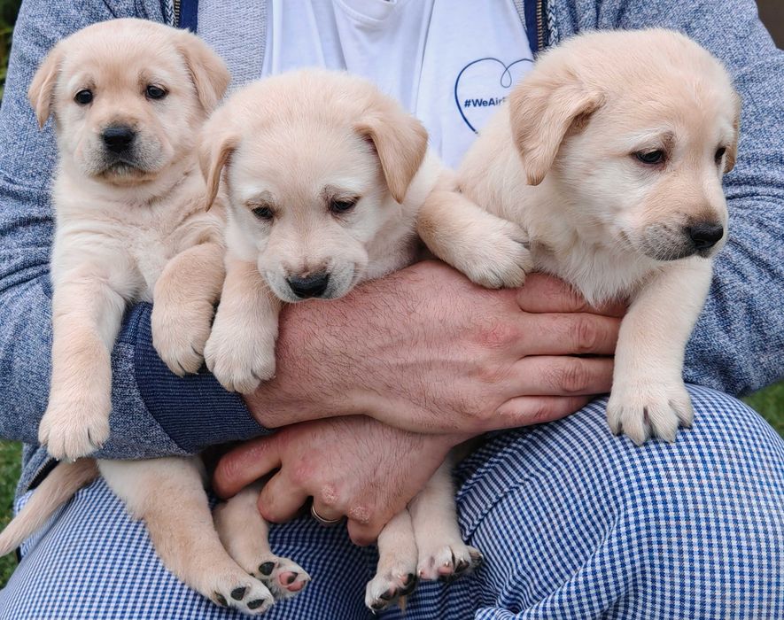 Labradori retriever, adorabili, căutăm familii iubitoare