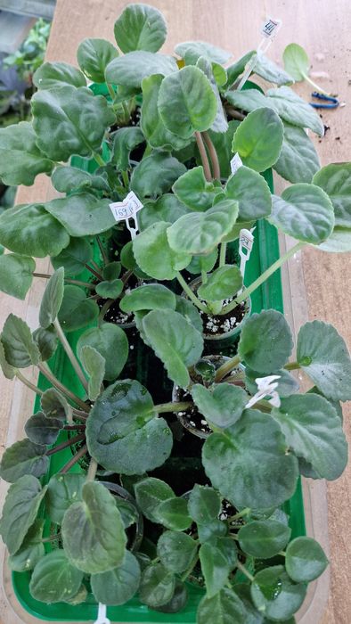 Фиалка (детка) в наборе!!!