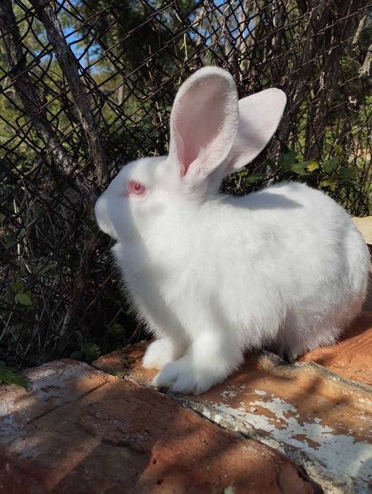 Зайци за разплод зайци