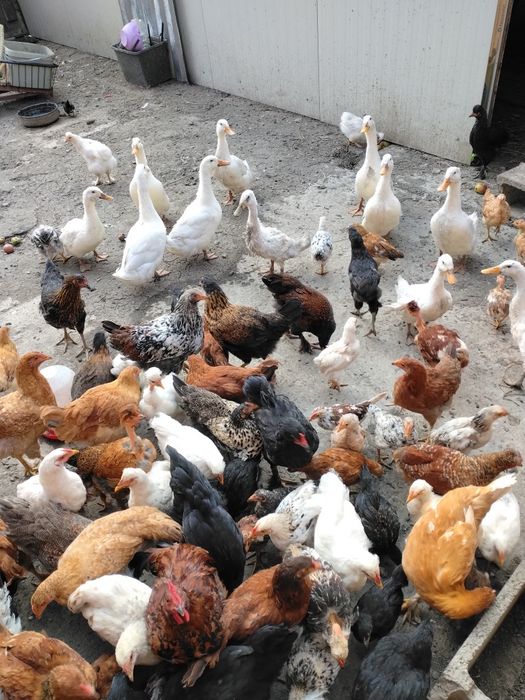 Rațe Românești crescute natural.