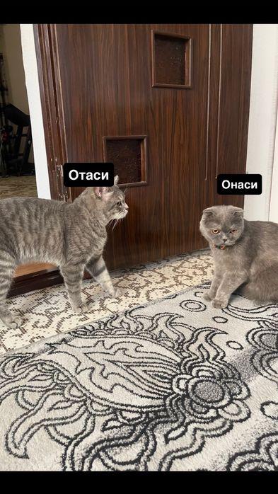 Scottish Fold gold золотистый