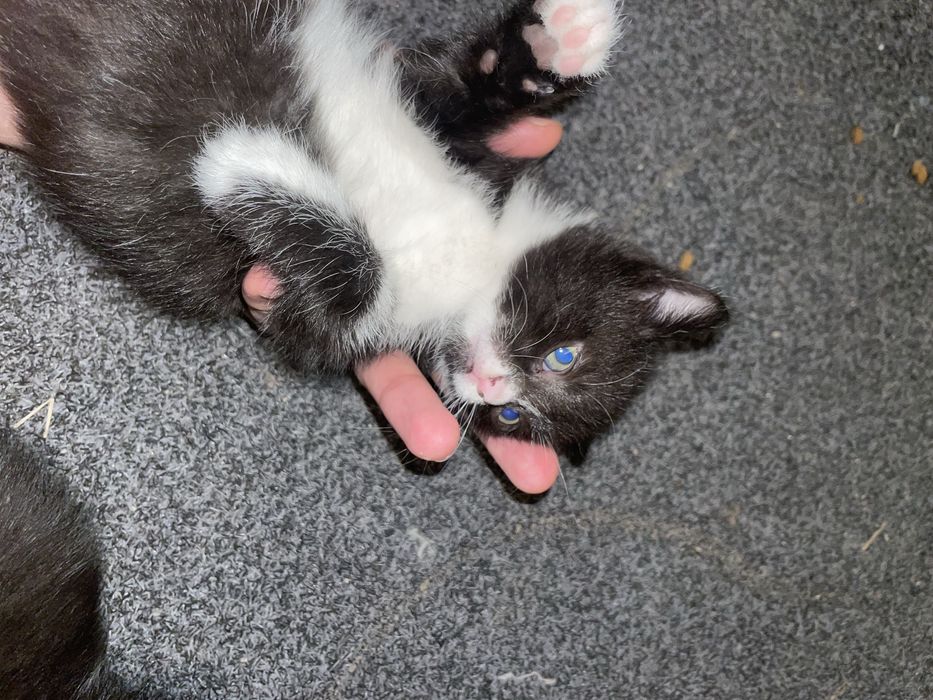 Отдам котят (2мес) ч/б-девочки