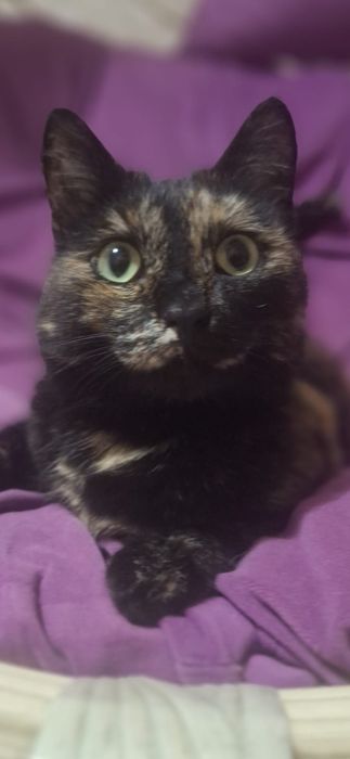 Кошечка! Бесплатно!