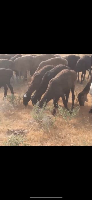 Қой Сатылады