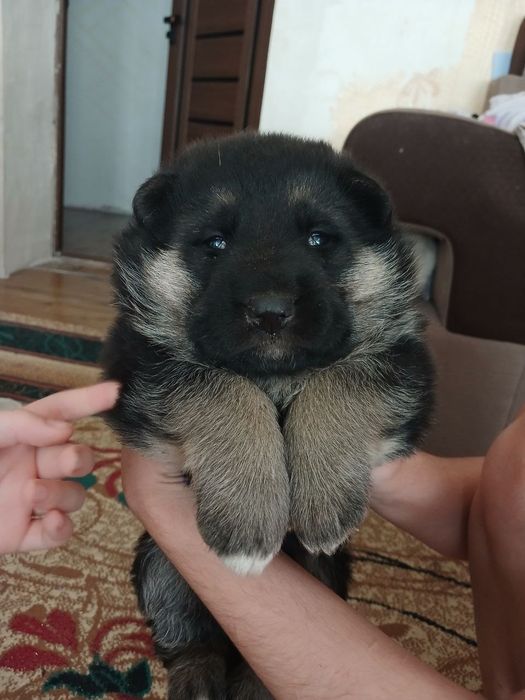 Немецкие Авчарки