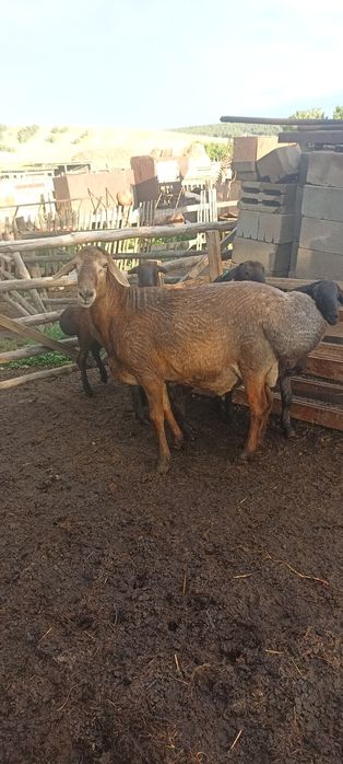 Кошкар на племя.